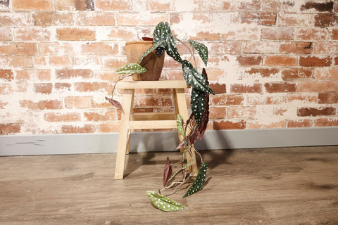 Faux Polka Dot Begonia Vine 105cm