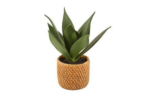 Aloe In Ceramic Weave Pot 25 x 10 cm for sale in Australia