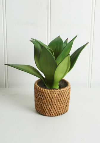 Buy Aloe In Ceramic Weave Pot 25 x 10 cm in Australia