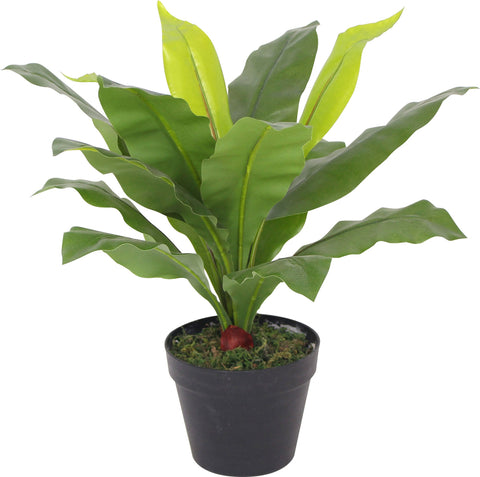 Leaves In Plastic Pot