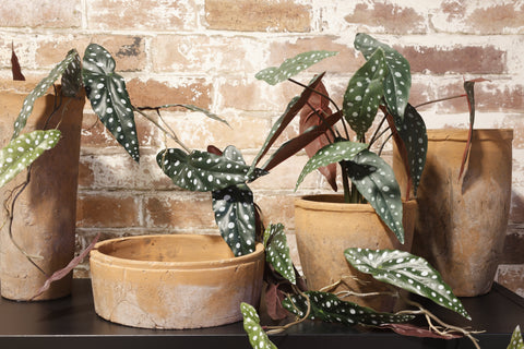 Faux Polka Dot Begonia Vine 105cm