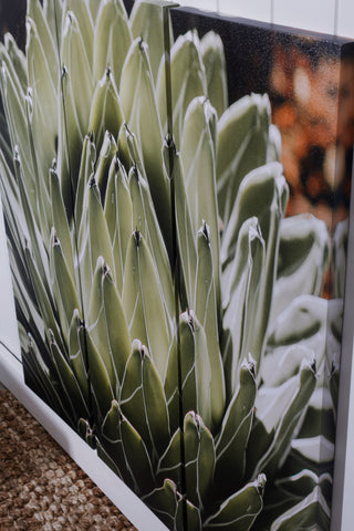Agave plant canvas wall print 30 x 90 cm - Modern artwork by Maine & Crawford
