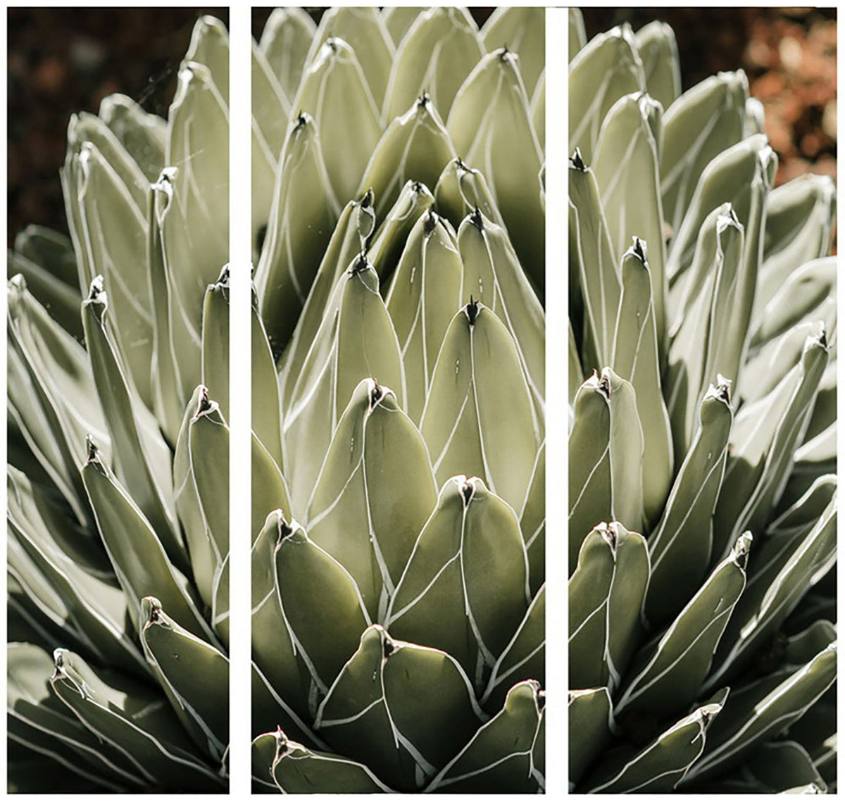 Agave Canvas Print 30 x 90 cm wall art - Maine & Crawford Australia