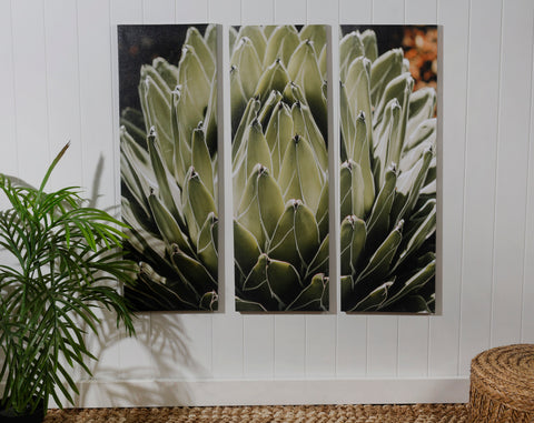 Botanical Agave Canvas Print 30 x 90 x 2.5 cm home decor Australia
