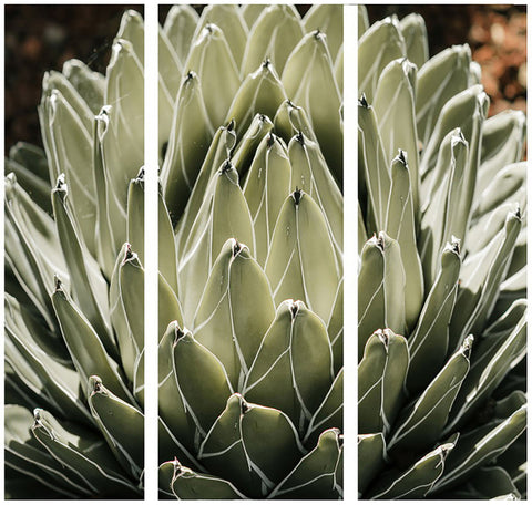 Agave Canvas Print 30 x 90 cm wall art - Maine & Crawford Australia