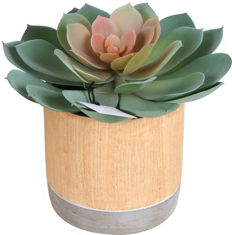 M&C™ Sensi Artifical Succulent In Pot