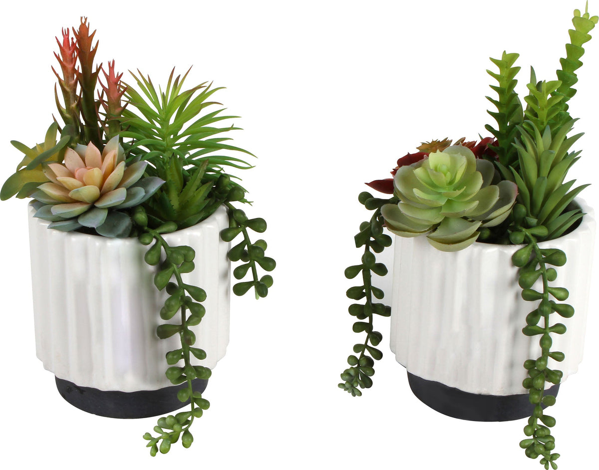 Sensi Succulents In Hex Pot 21cm 2 Asst