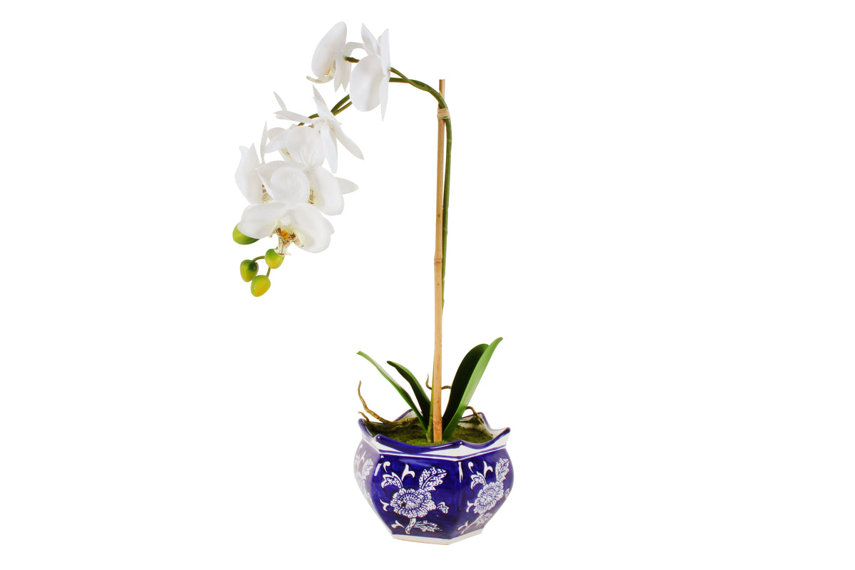 Hema Ginger Jar With Potted Orchid